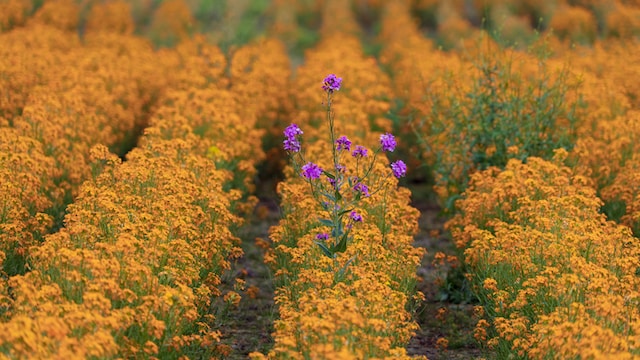 different flower